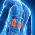 3d rendered illustration of the male kidneys
