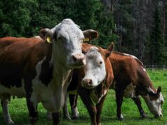 UK survey finds “huge resistance” to use of animal derivatives in devices even in emergency setting animal derivatives medical devices