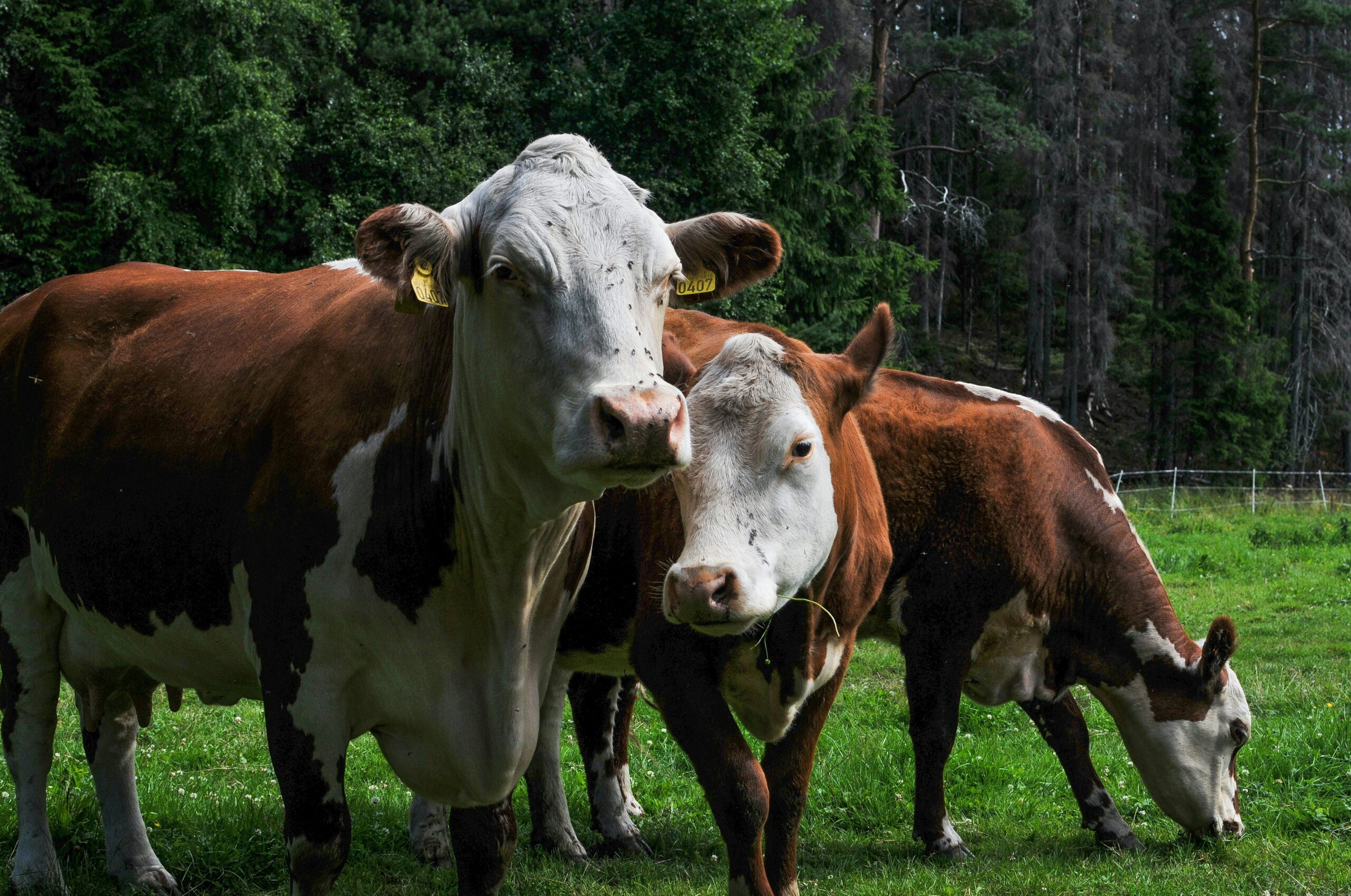 UK survey finds “huge resistance” to use of animal derivatives in devices even in emergency setting